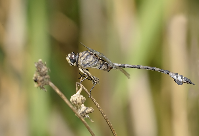 Lindenia tetraphylla